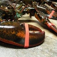 libe lobster3