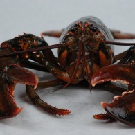 live lobster2