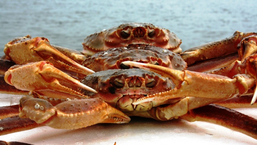 3 crab sizes